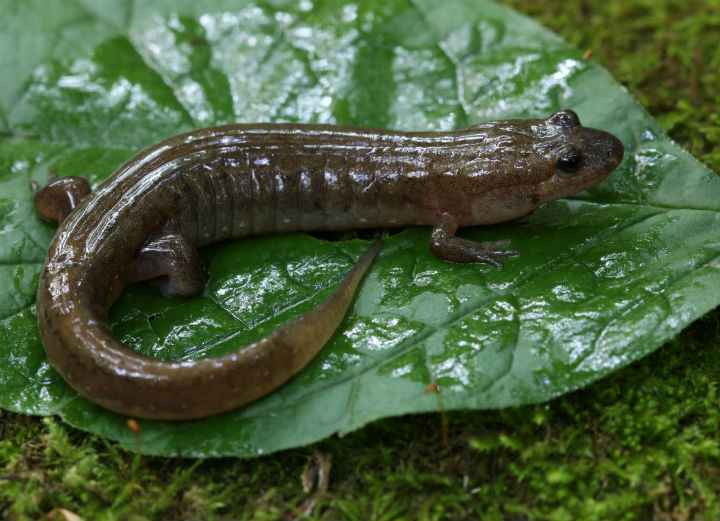 Dusky Salamander